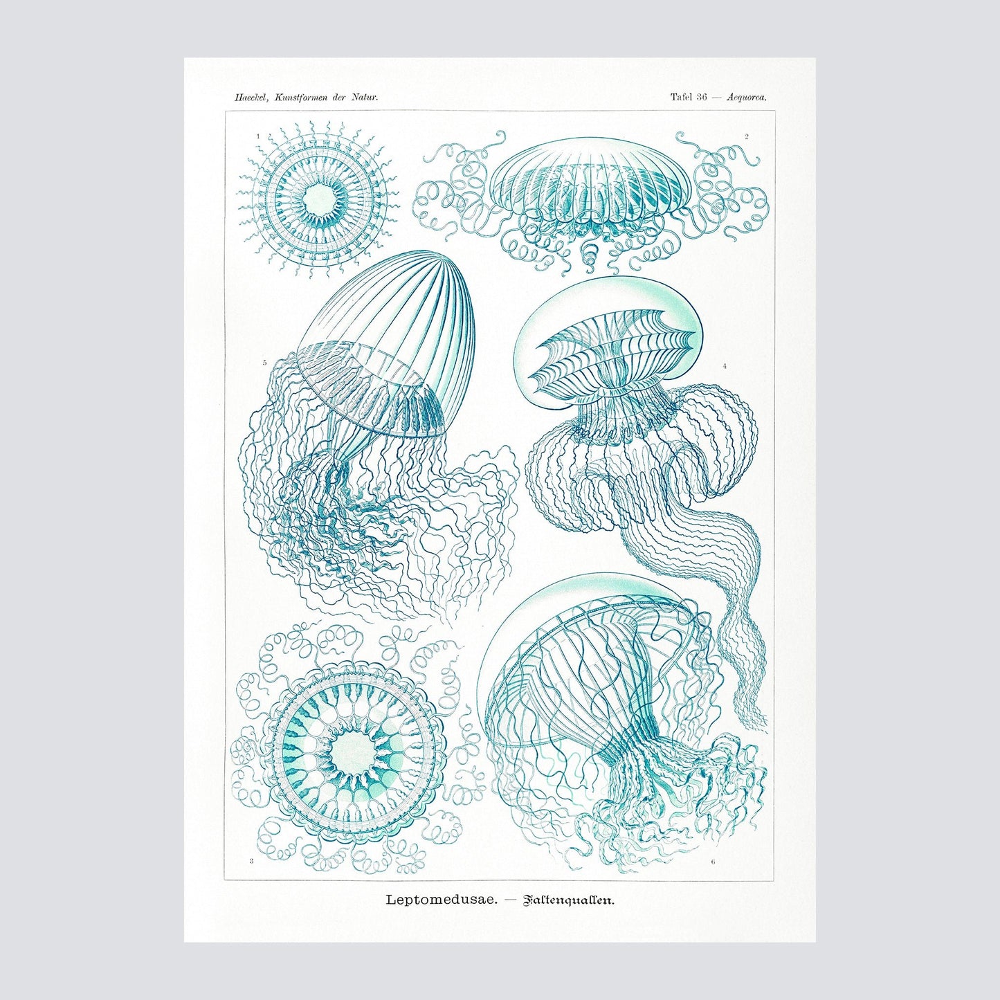 Leptomedusae–Faltenquallen from Kunstformen der Natur 1904 - Milisima Studio