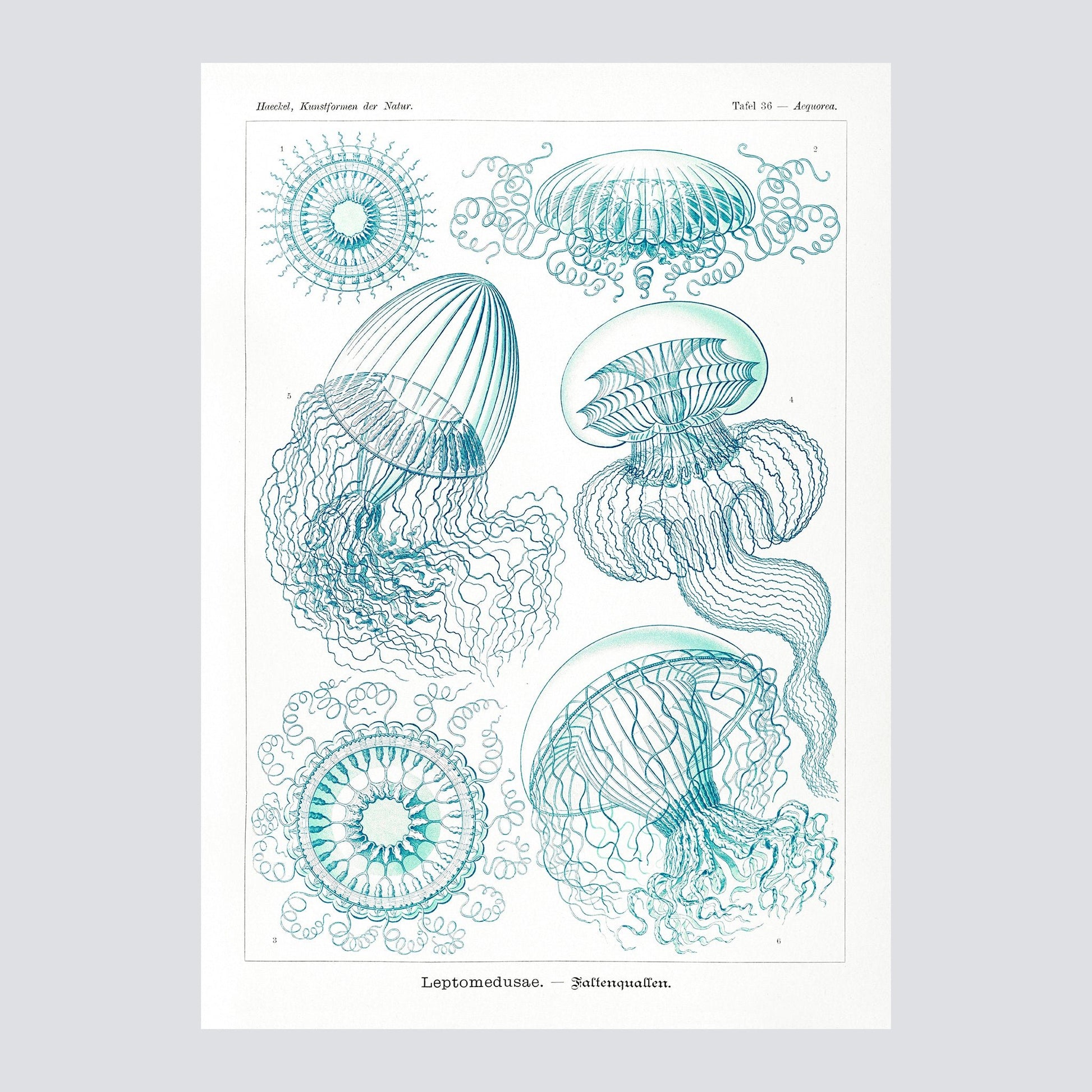 Leptomedusae–Faltenquallen from Kunstformen der Natur 1904 - Milisima Studio