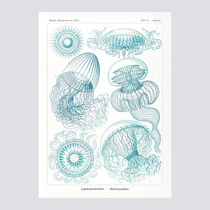 Leptomedusae–Faltenquallen from Kunstformen der Natur 1904 - Milisima Studio